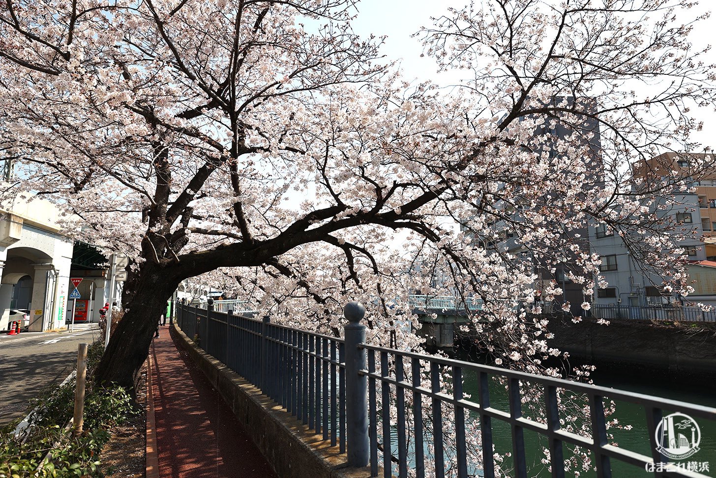 橋周辺の桜
