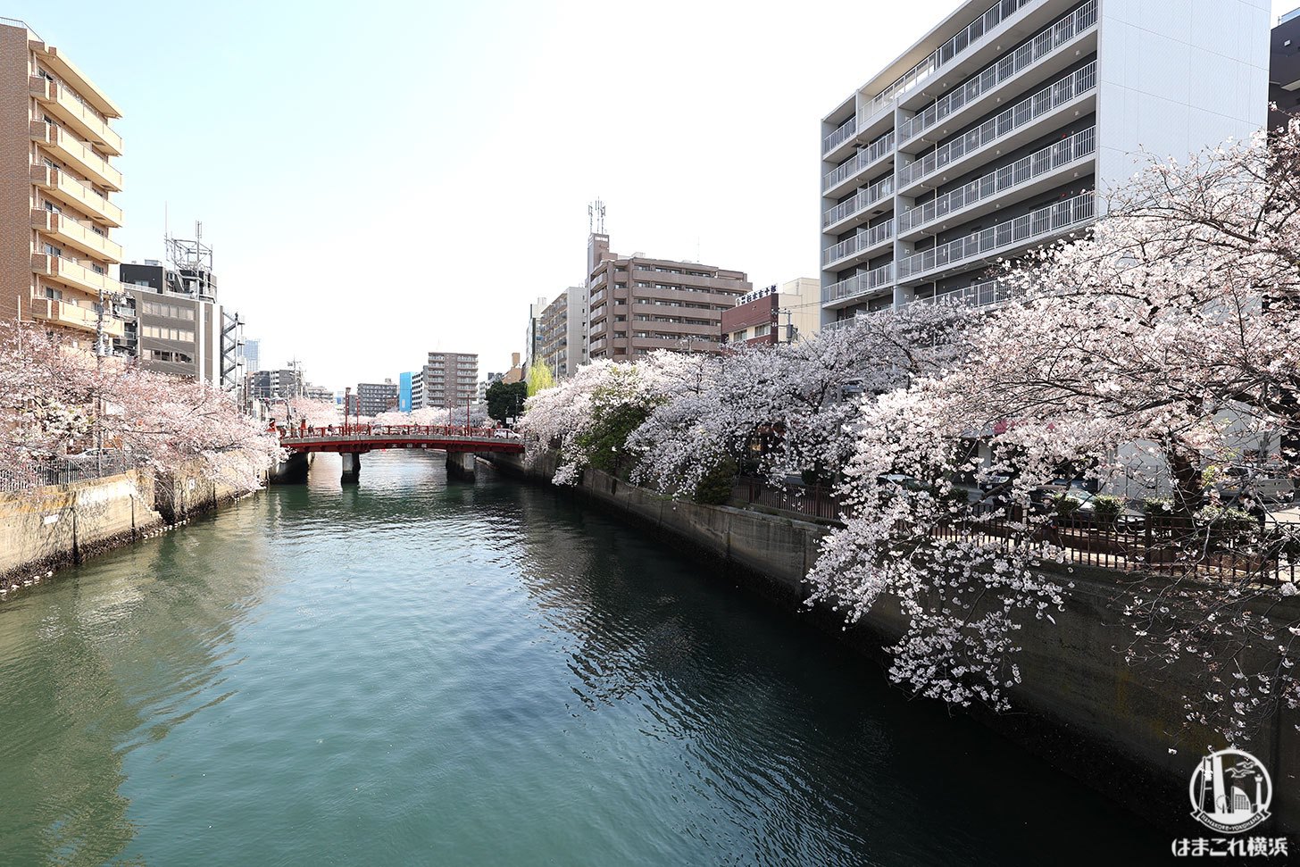 栄橋から見た桜