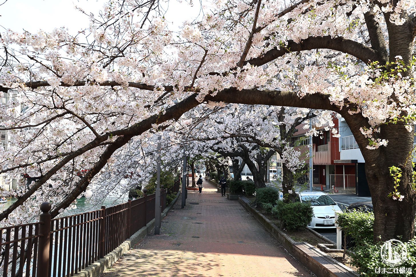 栄橋と太田橋の間の桜