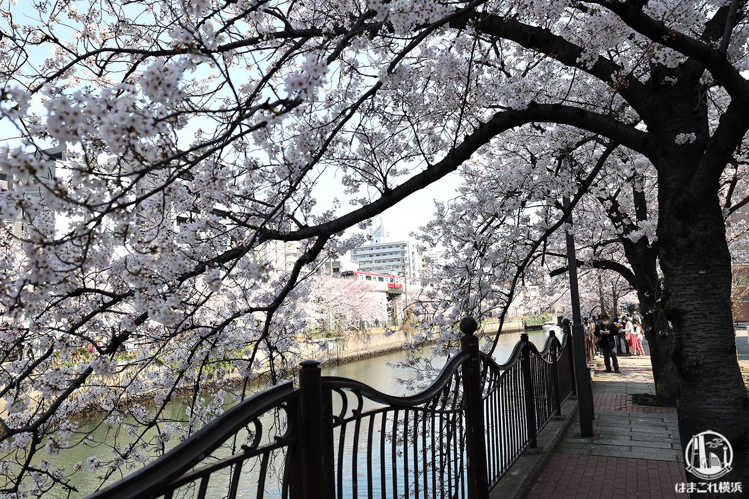 太田橋周辺の桜