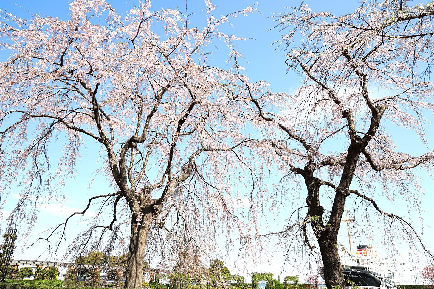 山下公園「しだれ桜」見頃は逃したけど春の訪れに癒される！