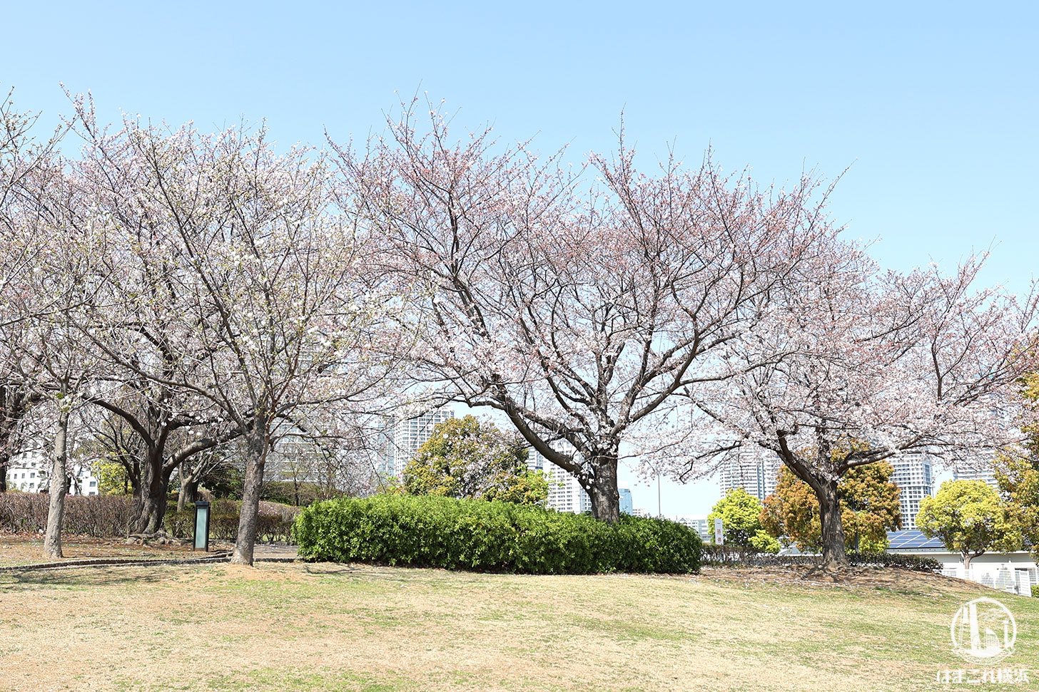 臨港パークの桜