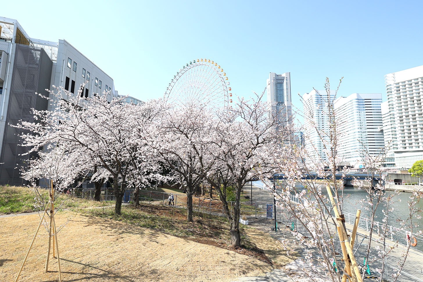 女神橋から見た桜