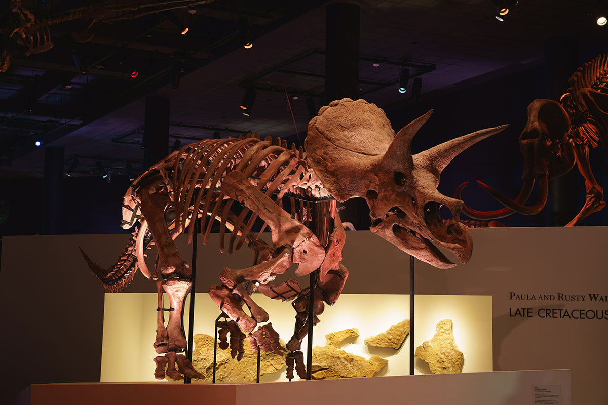 トリケラトプスの実物化石「レイン」