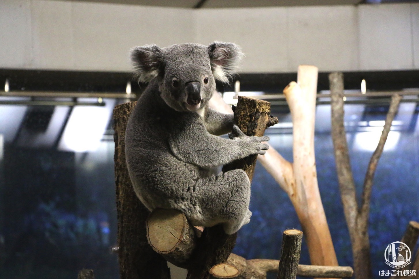 金沢動物園 コアラ