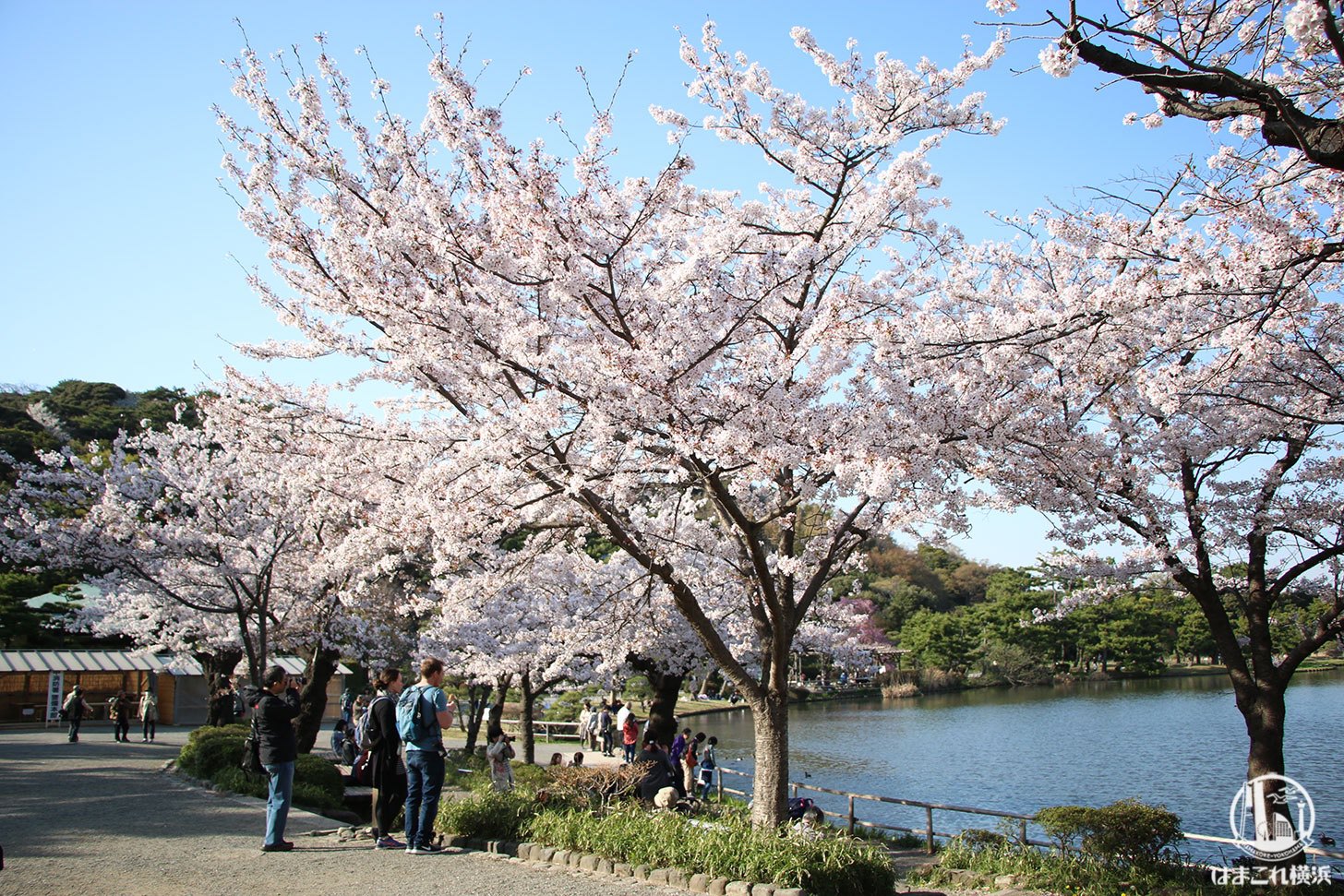 三溪園 桜